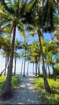 Lonely Coconut Tree Inside Tropical Beach White Sand 4K Stock Photos