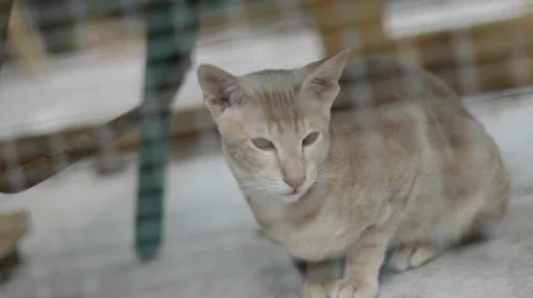 Lonely cold cat in cage Stock Footage 37263217