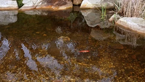 A lonely colored sfish wims in a pond in clear water. Stock Footage 240850046