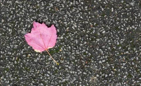 Lonely colourful fallen autumn leaf on a pavement Stock Photos