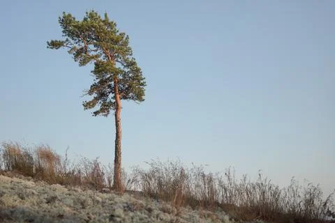 Lonely coniferous tree on the hill Stock Photos