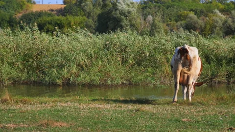 A lonely cow eats grass on the shore of a rural reservoir at a farm. back view. Stock Footage 144032323