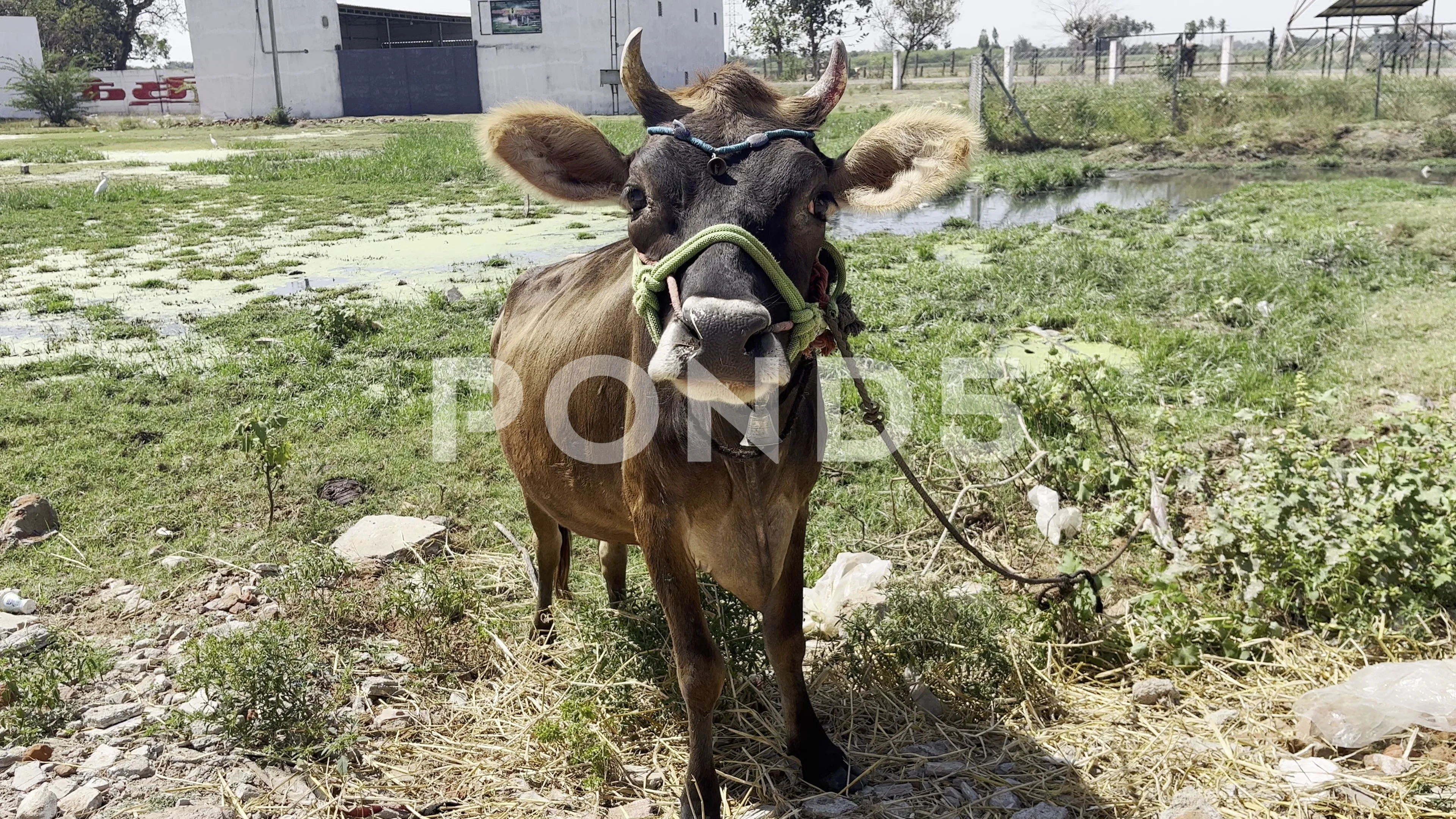 A lonely cow looking innocent and seeking help to release it rope tied on  i..