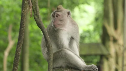 Lonely Crab-eating Macaque Sitting On Tree. Sacred Monkey Forest Sanctuary Stock-Footage 277680178