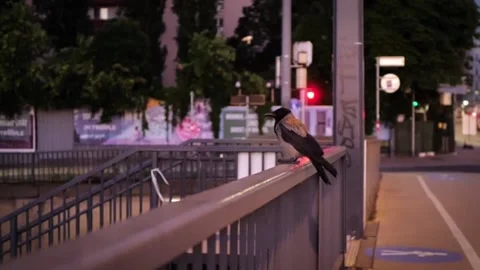 A Lonely Crow on the Bar at Dawn Stock-Footage 198364582