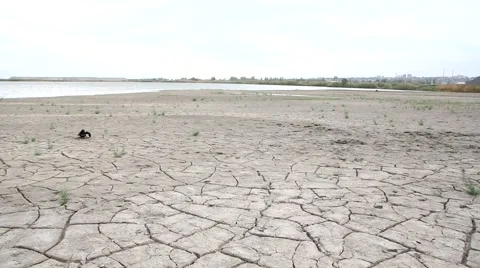 A lonely crow. Stock Footage 62559113