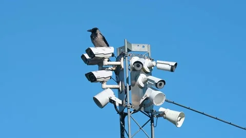 Lonely crow perching on top of a cluster of surveillance cameras Stock Footage 239718228