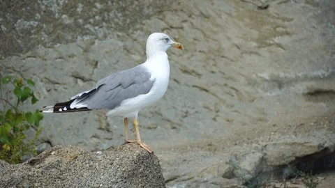 Lonely curious seagull close up Stock Footage 115357811
