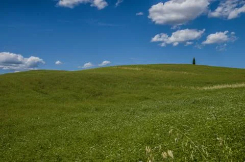 Lonely cypress Foto stock
