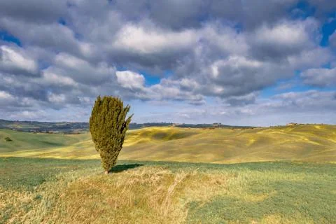 Lonely Cypress tree Stock Photos