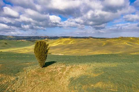 Lonely Cypress tree Foto stock