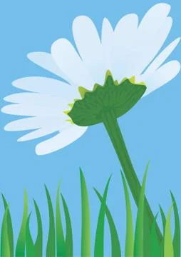Lonely daisy. Stock Illustration