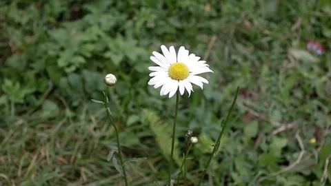 Lonely Daisy on the lawn Stock Footage 80213801