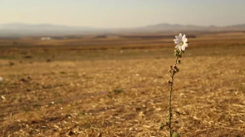 Lonely Daisy in Moor Stock Footage