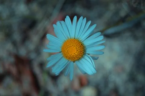 The lonely daisy Stock Photos