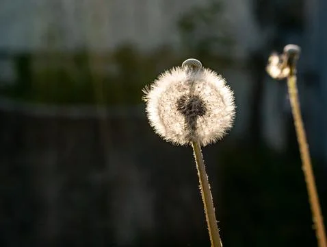 Lonely dandelion on dark background in macro shot Stockfoto's