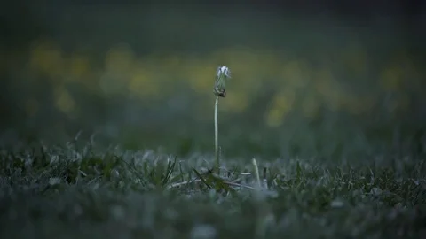 A Lonely Dandelion In The Dusk Macro 4K Stockbeeldmateriaal 85213285