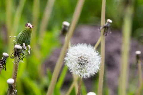 Lonely dandelion in the field Stock Photos