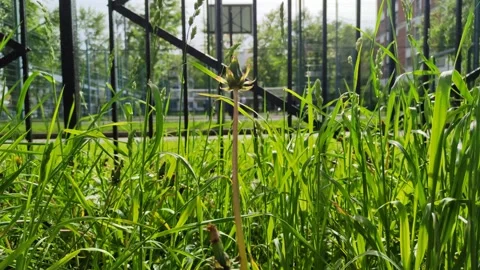 A lonely dandelion in the grass Stock Footage 196252653