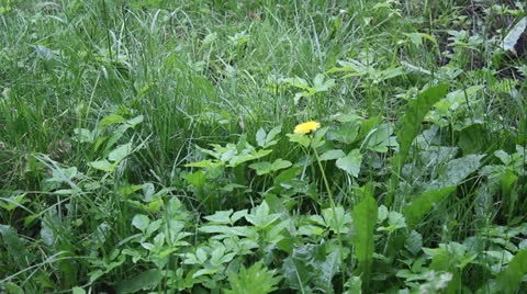 Lonely dandelion on the lawn in the rain Stock Footage 24739161