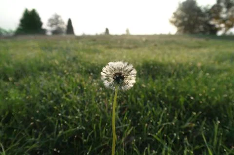 Lonely dandelion Stock Photos