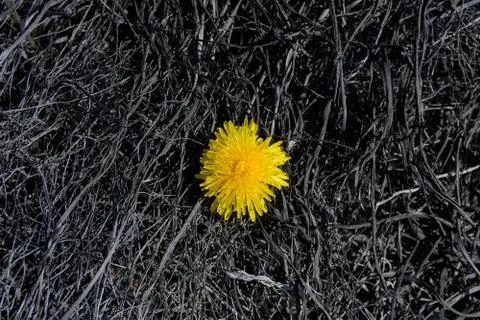 Lonely dandelion Stock Photos