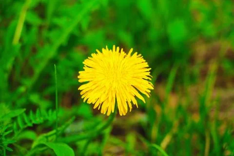 Lonely dandelion Stock Photos