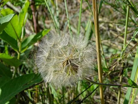 Lonely dandelion 스톡 사진