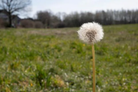 Lonely dandelion on a spring field, ready to fly Stock Photos
