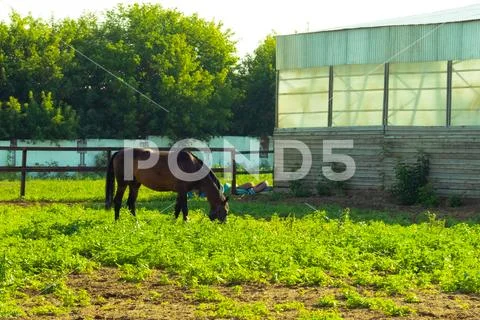 A lonely dark horse grazes on a farm in sunny weather on green grass Stock Photos