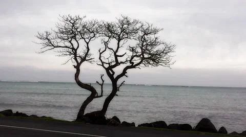 Lonely dark tree Stock Footage 36204455