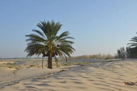Lonely Date Palm Tree on Desert Sand Dunes Photos
