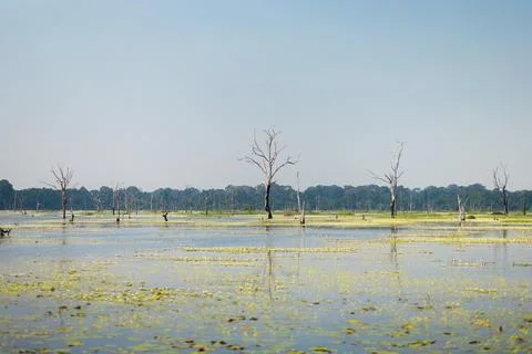 Lonely Dead Tree Amid Blooming Lotus Pond Near Angkor Wat, Cambodia Stock Photos