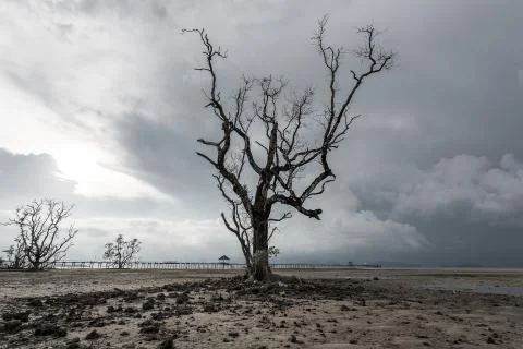 Lonely dead tree on beach Stock Photos