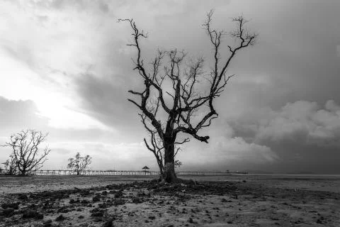 Lonely dead tree on beach Stock Photos
