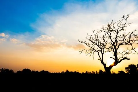 Lonely dead tree during sunset for world earth day concept. Stock Photos