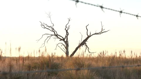Lonely dead tree Stock Footage 124147571
