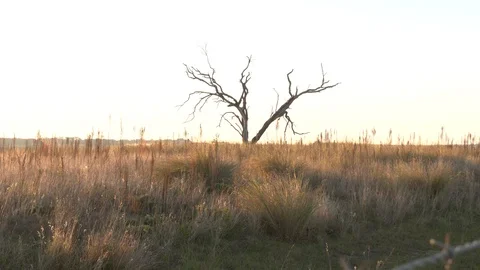 Lonely dead tree Stock Footage 124149078