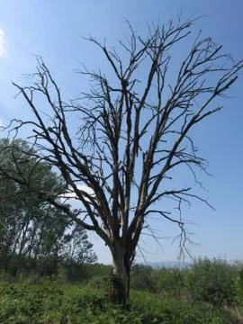 Lonely dead tree in the forest in spring . Tuscany, Italy Stock Photos