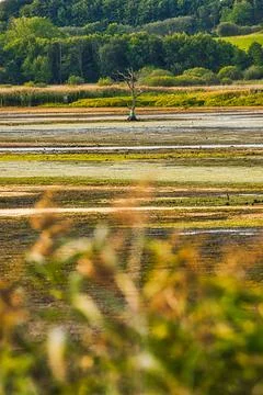 Lonely dead tree on a heath Foto stock