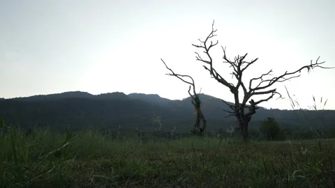 Lonely dead tree on mess grass field with mountain landscape Stock Footage 239607190