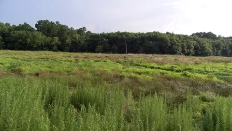 A lonely dead tree in the middle of a dry pond 스톡 동영상 91619610