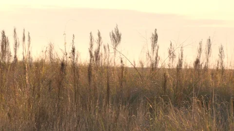 Lonely dead tree in middle of field Stock Footage 124147456