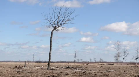 Lonely Dead Tree Realtime Stock Footage 47946702
