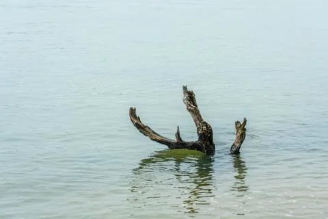 Lonely dead Tree in the River Stock Photos