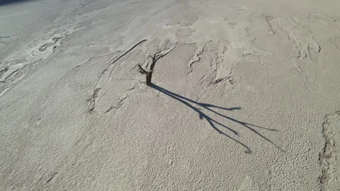 A lonely dead tree in the Sossusvlei Valley Stock Footage 263289431
