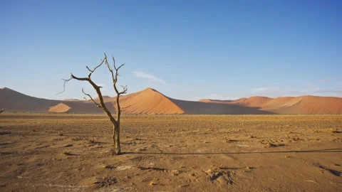 Lonely dead tree standing in arid desert landscape of Dead Vlei in Namibia, Afri Stock Footage 333339937