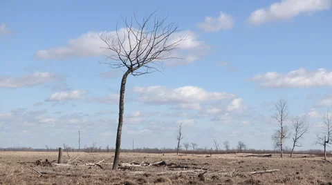 Lonely Dead Tree Timelapse Video stock 47945662