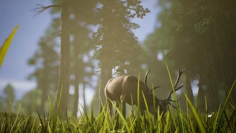 Lonely Deer 4K Stock Footage 86797550