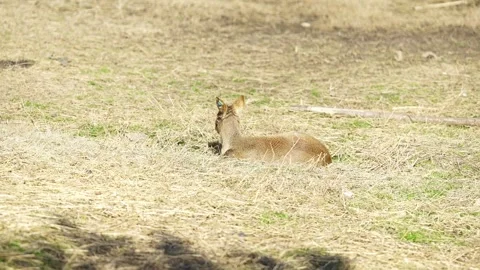 A lonely deer in the grassland Stock Footage 329119079